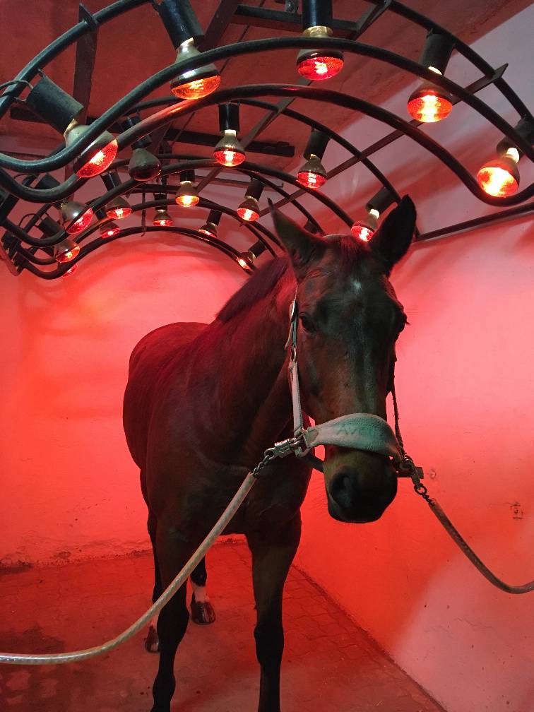 Solarium Pferde