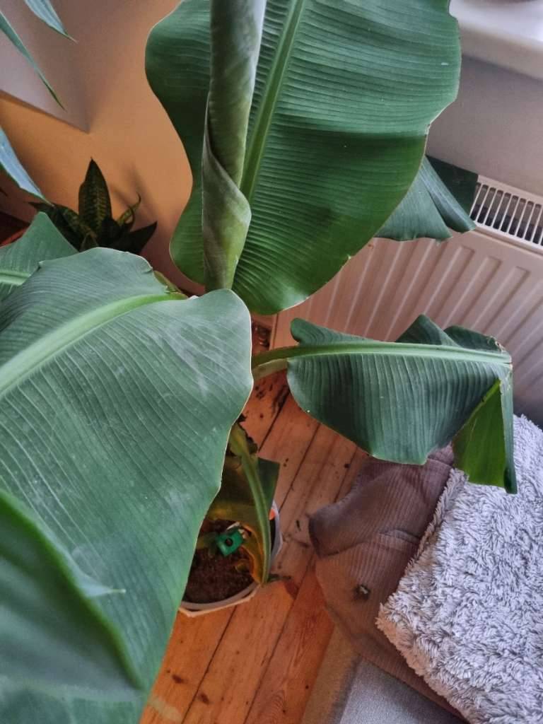 Bananenstaude Bananenpflanze Zimmerpflanze,  20,- (1070 Wien) - willhaben
