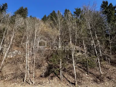 Immobilie kaufen in Sankt Veit an der Glan – 5 672 m², € 9.000 – Bild 3 von 4