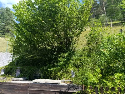 Haus mieten in Wiener Neustadt Land – 43 m², € 700 – Bild 13 von 15