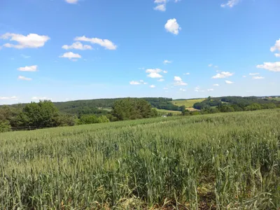 Grundstück kaufen in Güssing – 14 756 m², € 169.000 – Bild 3 von 5