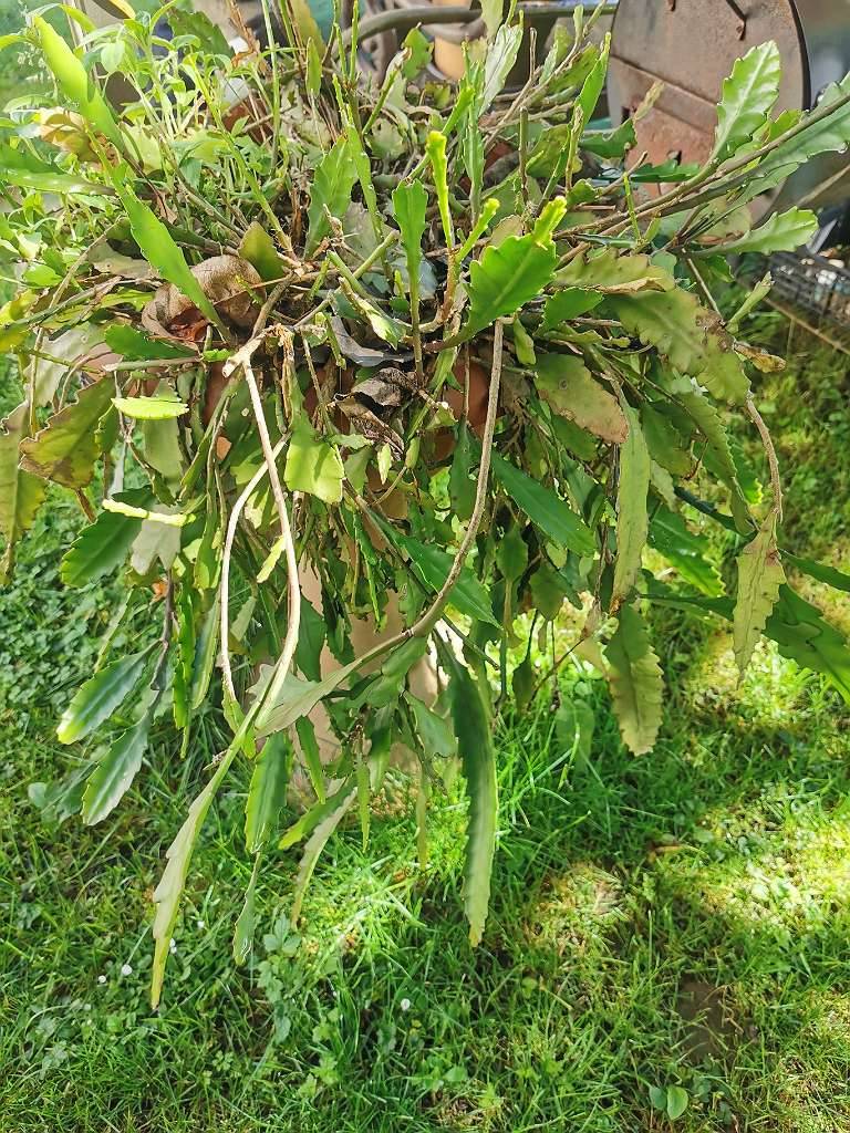 Epiphyllum Blattkaktus "Deutsche Kaiserin",  5,- (9500 Dobrova) - willhaben