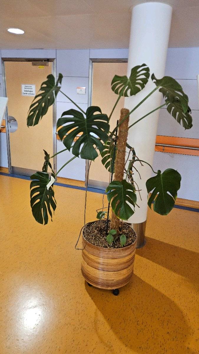 alocasia 'frydek' variegata ALOCASIA FRYDEK VARIEGATA online kaufen bei potflourri