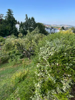 Immobilie kaufen in Linz – 315 m², € 5.500 – Bild 2 von 5