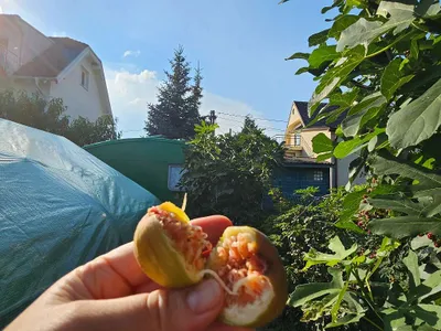 10-Zimmer-Haus kaufen in Wien – 425 m², € 550.000 – Bild 51 von 58