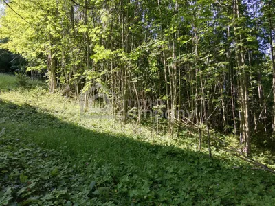 Grundstück kaufen in Neunkirchen – 1 719 m², € 108.000 – Bild 3 von 4