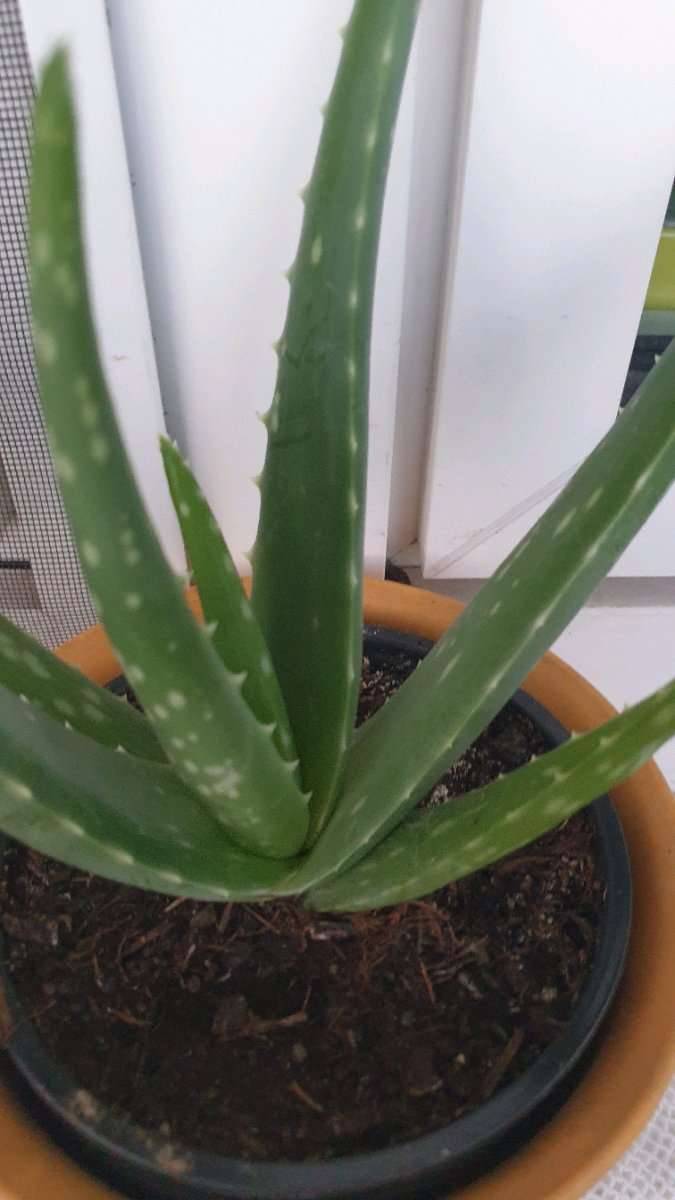 was macht man mit aloe vera gel Aloe Vera Gel