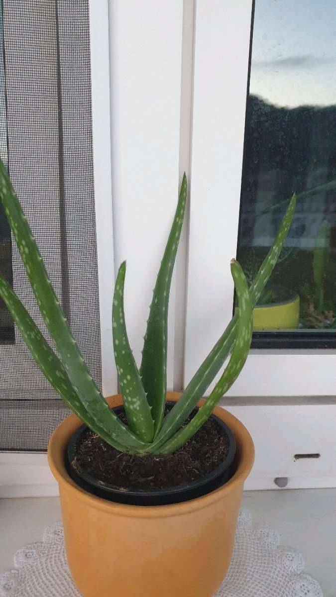 Echte, groe, junge ALOE VERA - inzw. wieder sehr schn gewachsen, mit  heilendem Saft - - - nur NATURGEDNGT u. 1groer 10 u. 1 sehr, sehr  groer16 - FEIGENKAKTUS Ableger 3, Ohne bertpfe .! Zur Ansicht  Mutterpflanze, - usw....!,  10,- (8051 ...