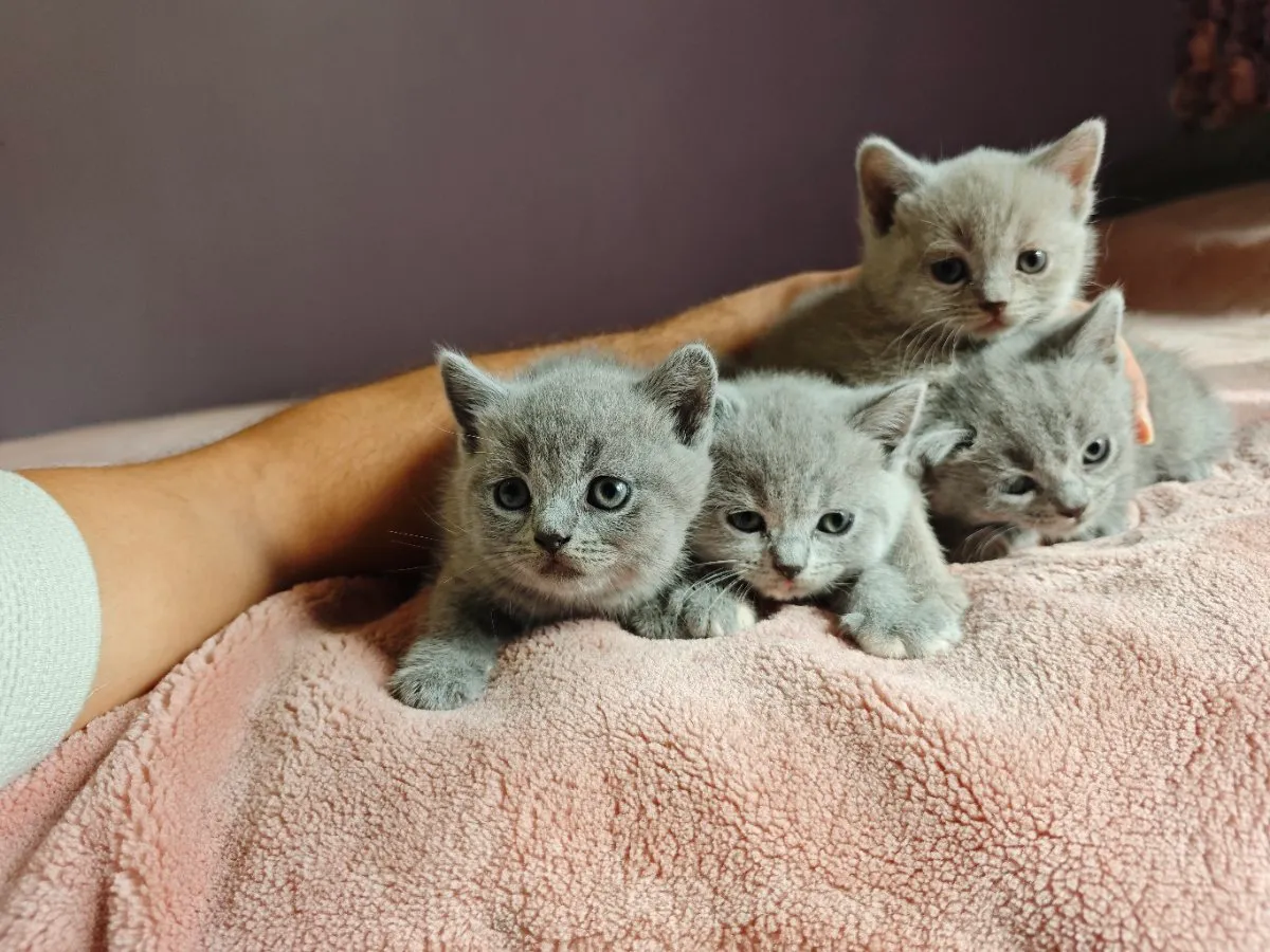 Alt Codes 178 BKH Babys suchen liebvolles zuhause, € 799,- (1190 Wien) - willhaben