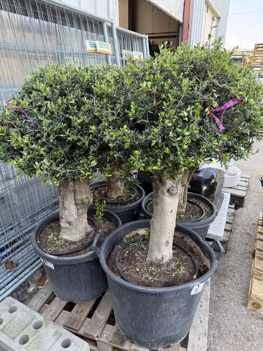 Olivenbume winterhart - aus Spanien,  398,- (1230 Wien) - willhaben