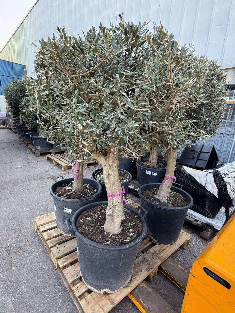 Olivenbume winterhart - aus Spanien,  398,- (1230 Wien) - willhaben