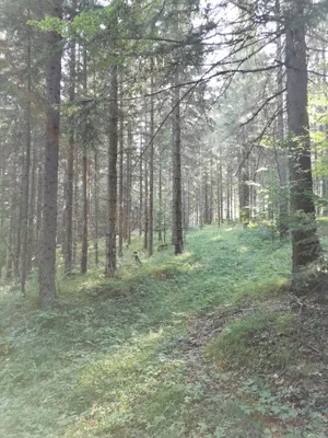 Grundstück kaufen in Bruck-Mürzzuschlag – 218 540 m², € 1.000.000 – Bild 11 von 21