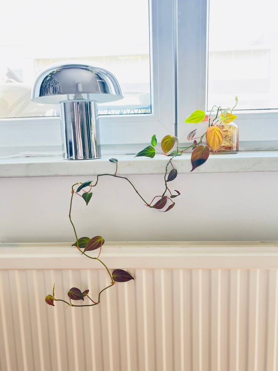 shelves plants Dusk Grey Plant Shelves: Showcase Your Plants with Elegance