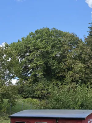 Haus kaufen in Südoststeiermark – 175 m², € 485.000 – Bild 58 von 60