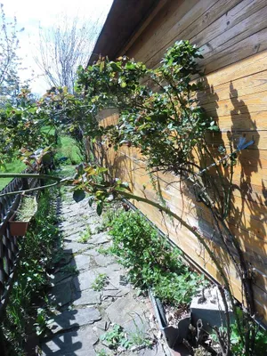 4-Zimmer-Haus mieten in Hollabrunn – 120 m², € 1.250 – Bild 9 von 10