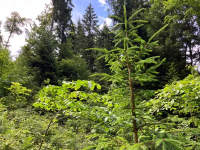 Grundstück kaufen in Hermagor – 37 976 m², € 3 – Bild 11 von 24