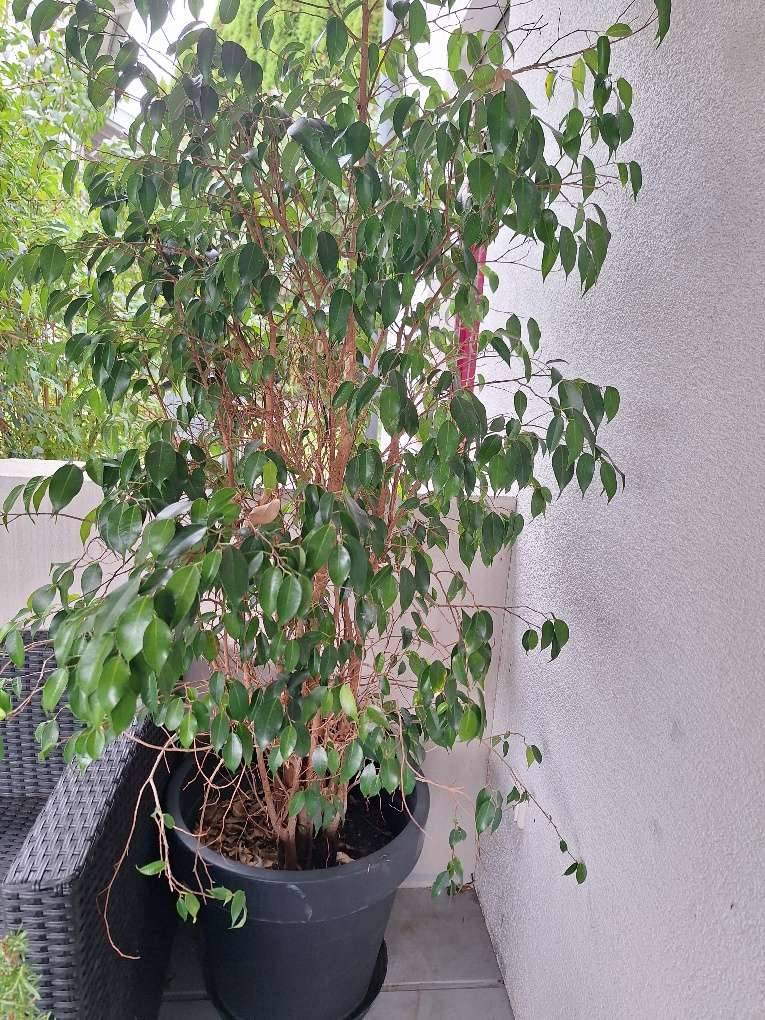 2 Stk Ficus Pflanze - Topfpflanzen verschenken,  0,- (3443  Sieghartskirchen) - willhaben