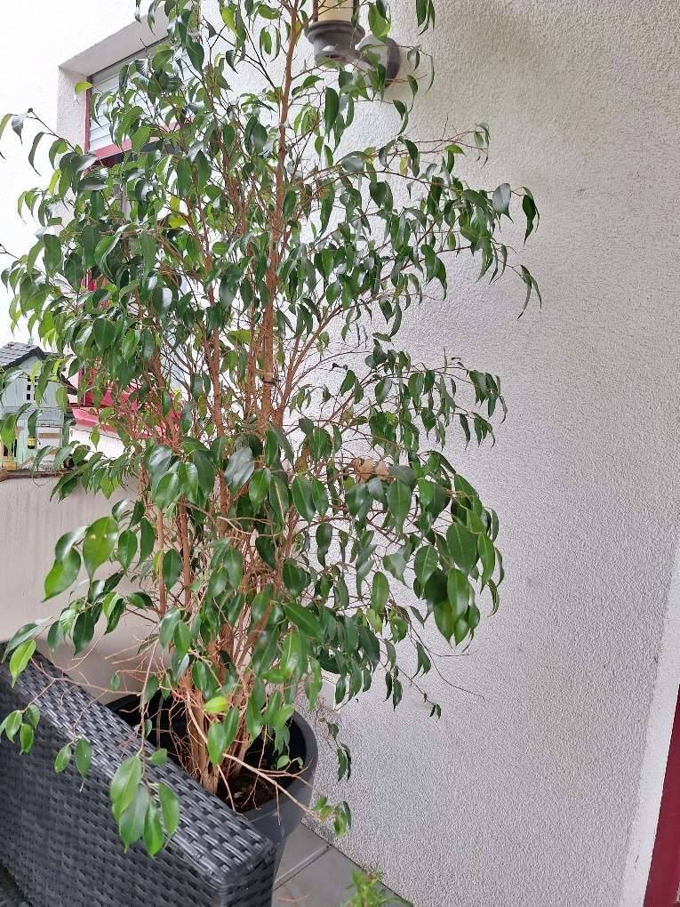 2 Stk Ficus Pflanze - Topfpflanzen verschenken,  0,- (3443  Sieghartskirchen) - willhaben