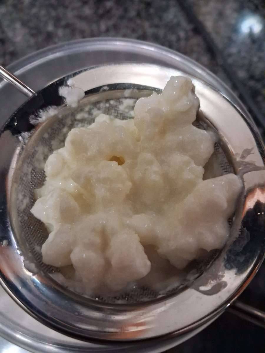 Milchkefirknollen