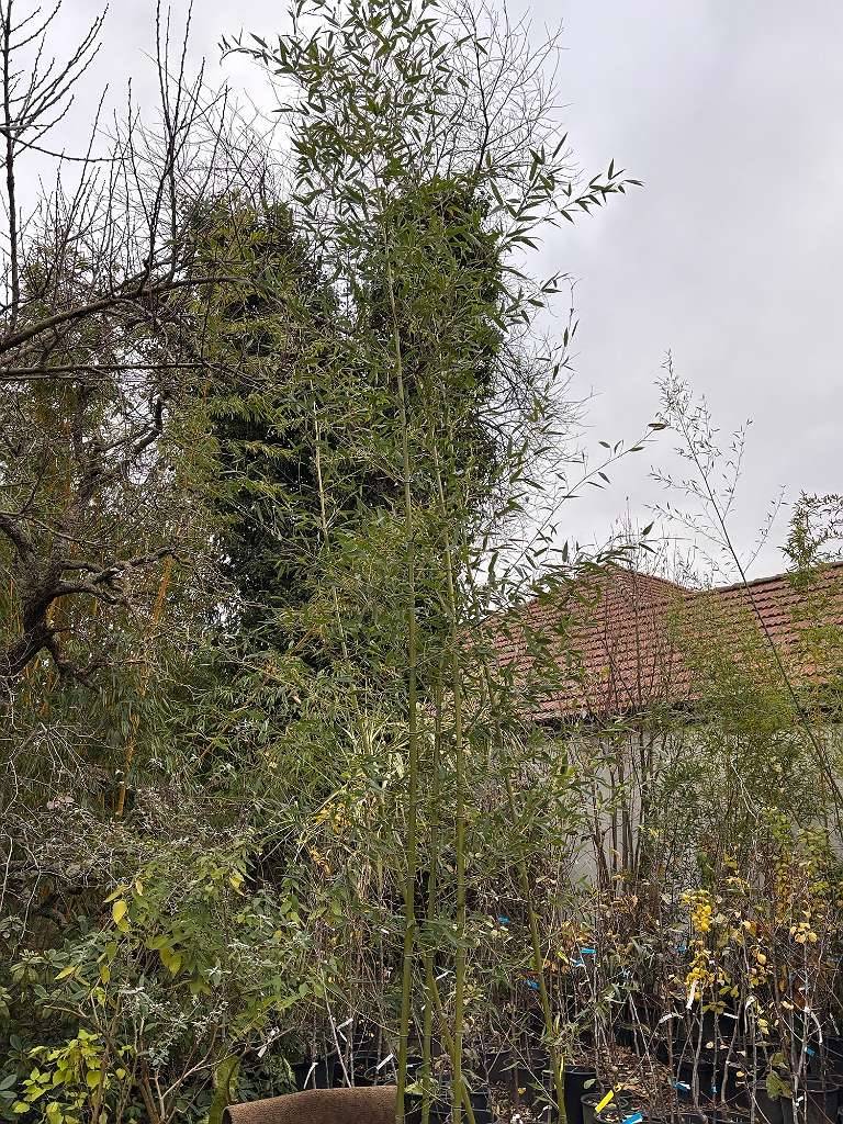 Groer Bambus, 3 Meter, winterhart, im Topf,  59,- (3442 Langenrohr) -  willhaben