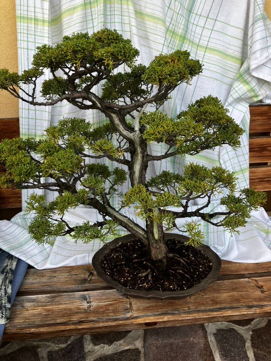Bonsai Winterhart kaufen - willhaben