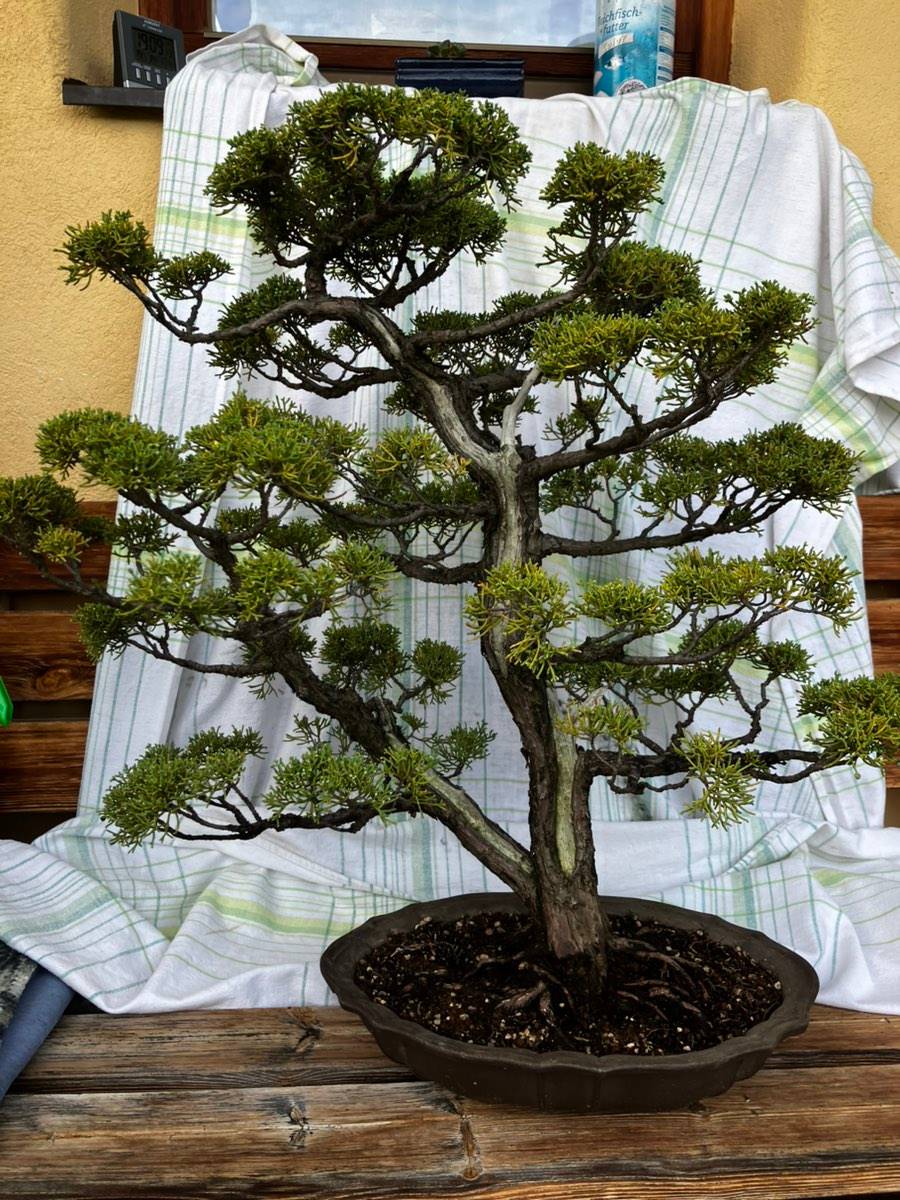 shari bonsai A-BONSAI JinShari (Japanese Black Pine – Height: 40 cm) – J-和インターナショナルストア main image 1