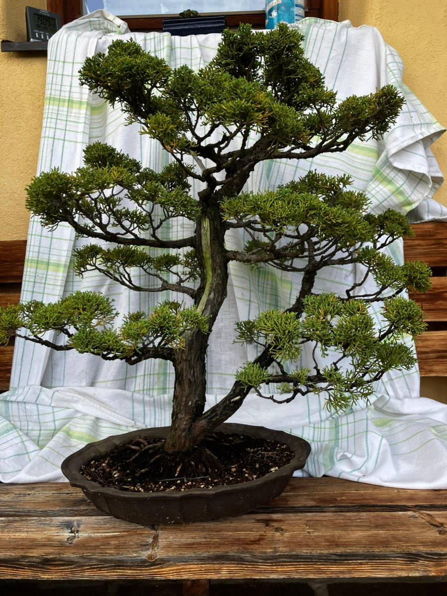 purple ghost japanese maple bonsai Purple Ghost Japanese Maple – Iridescent reddish-purple spring foliage  shifting to purple main image 1