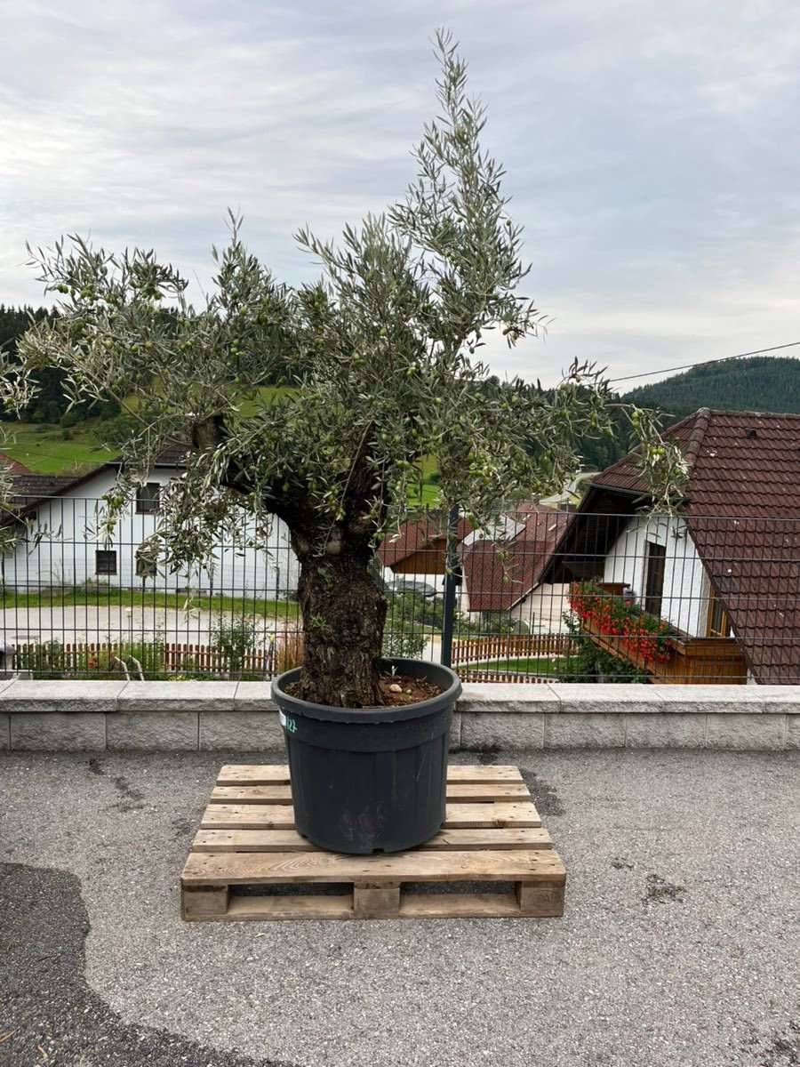 Olivenbaum 2,5m, Winterhart, Jahrhunderte alt,  649,- (4282 Pierbach  (Gde.:Pierbach)) - willhaben