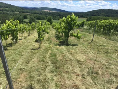 Grundstück kaufen in Österreich – 5 127 m², € 36.000 – Bild 3 von 7