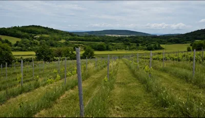 Grundstück kaufen in Österreich – 5 127 m², € 36.000 – Bild 4 von 7