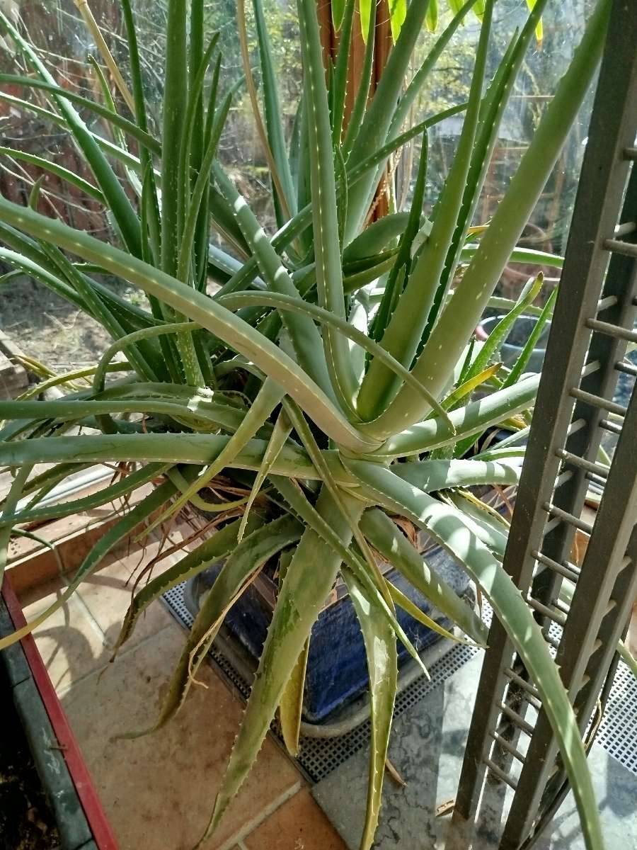 where to find aloe vera gel Pure Aloe Vera Gel + Tea Tree Oil, 3 main image 1
