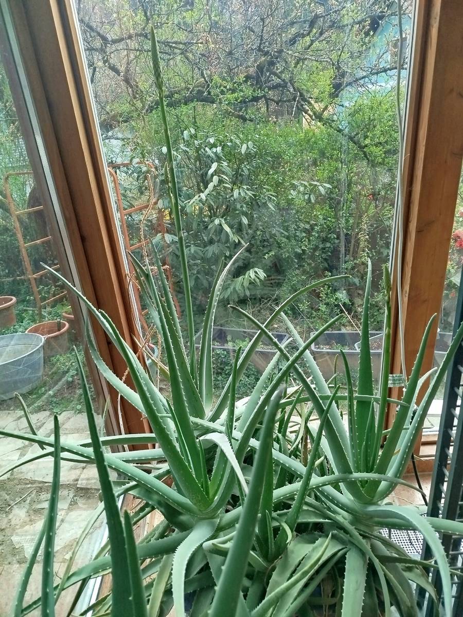 agave foto Agave attenuata (Fox Tail Agave) main image 0
