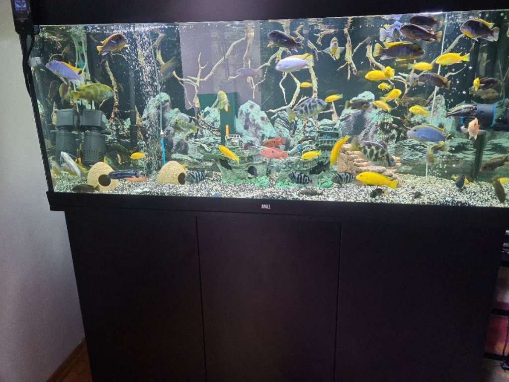 Juwel Aquarium 450l 2024 zu verkaufen.