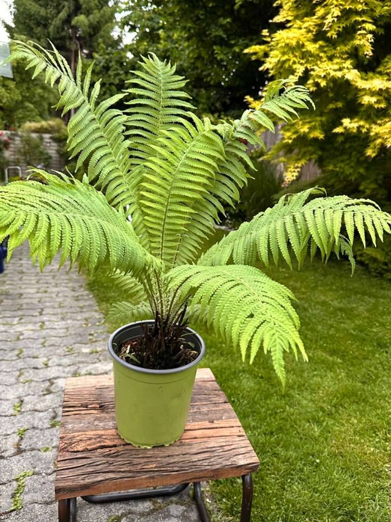 korbmarante medaillon Calathea Medallion kaufen? | Sophia