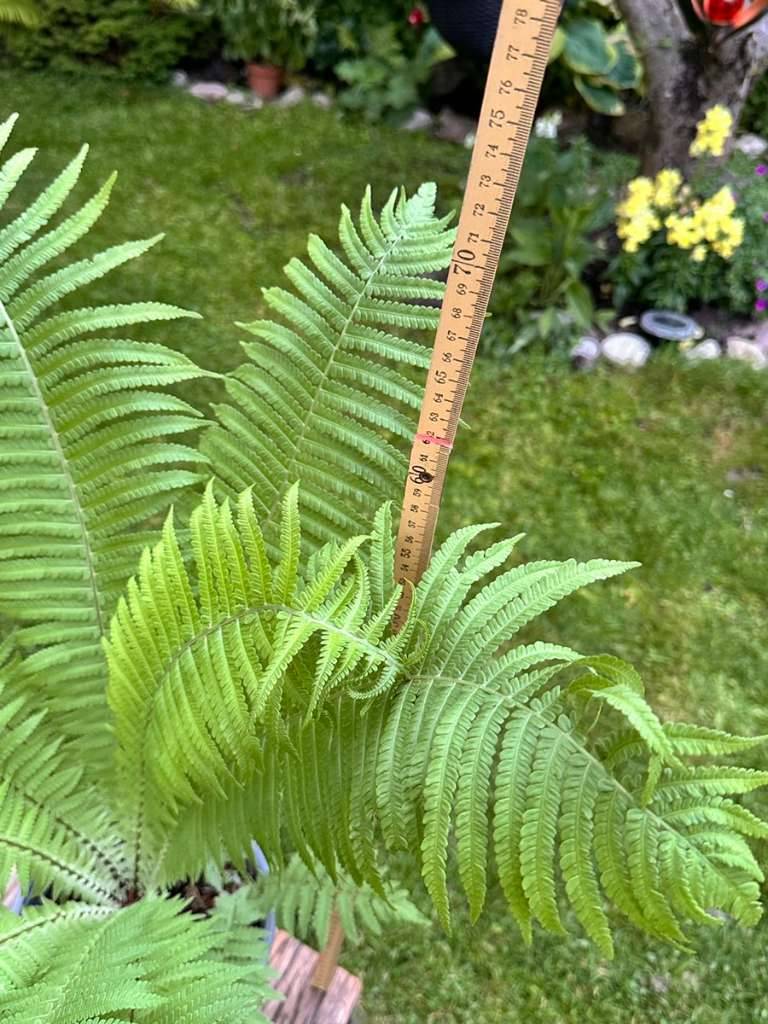 kaktus wulfen öffnungszeiten Kaktus-Wolfsmilch Euphorbia Acrurensis (Cowboy-Kaktus) Ø24cm 80cm