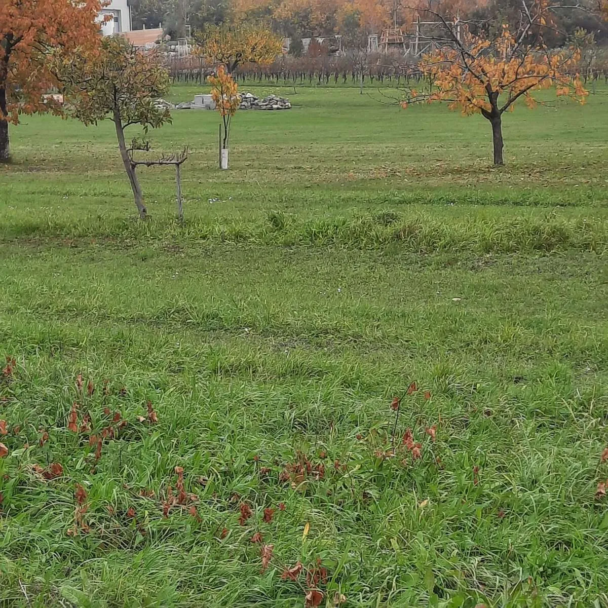 Baugrund mit Grünfläche in Purbach - Ansicht 2