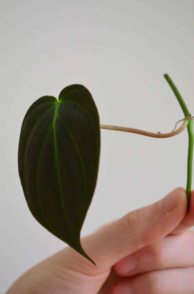 Philodendron Micans Ableger,  2,- (8042 Sankt Peter) - willhaben