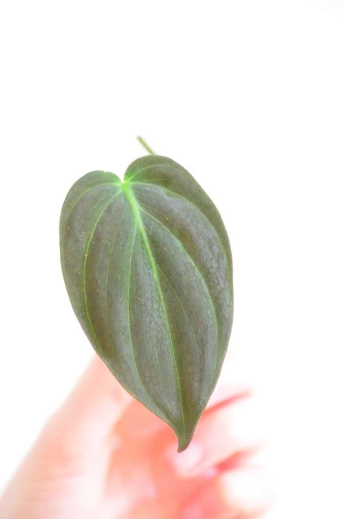 Philodendron Micans Ableger,  2,- (8042 Sankt Peter) - willhaben