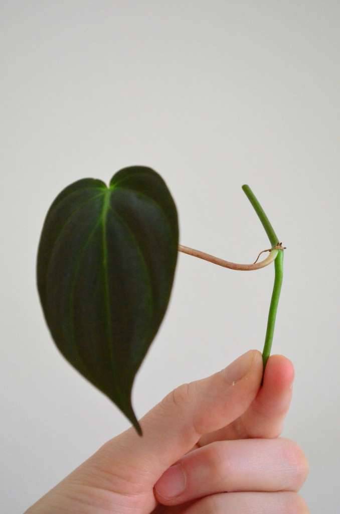 Philodendron Micans Ableger,  2,- (8042 Sankt Peter) - willhaben