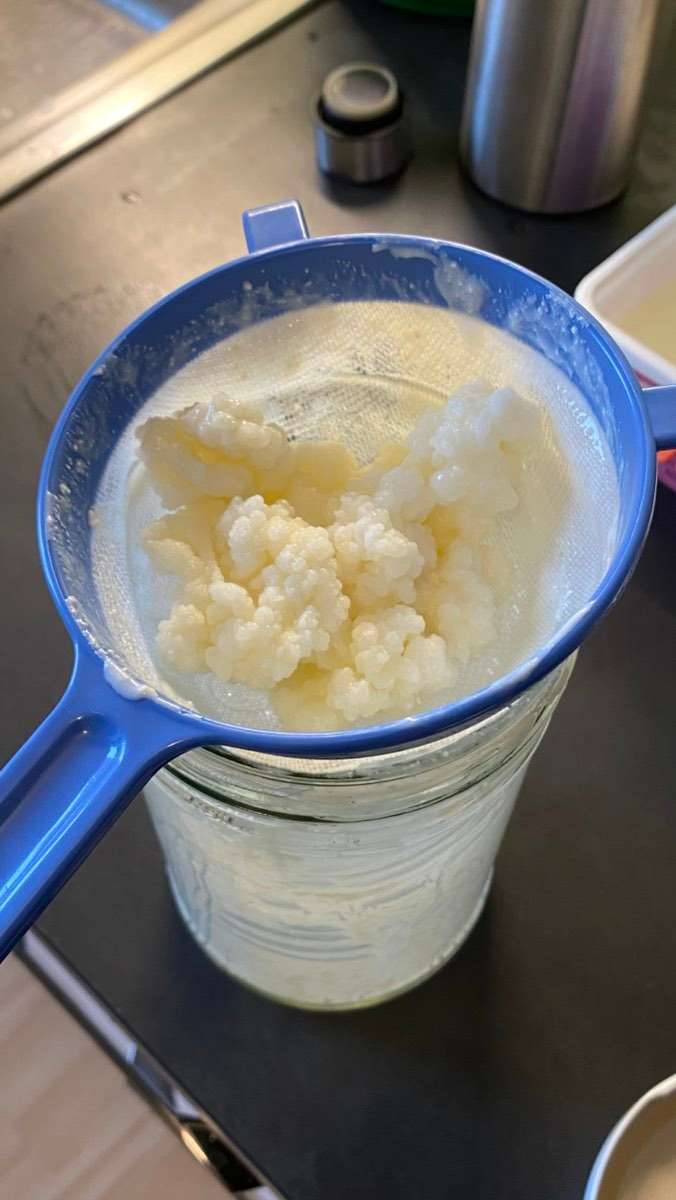 Milchkefirknollen