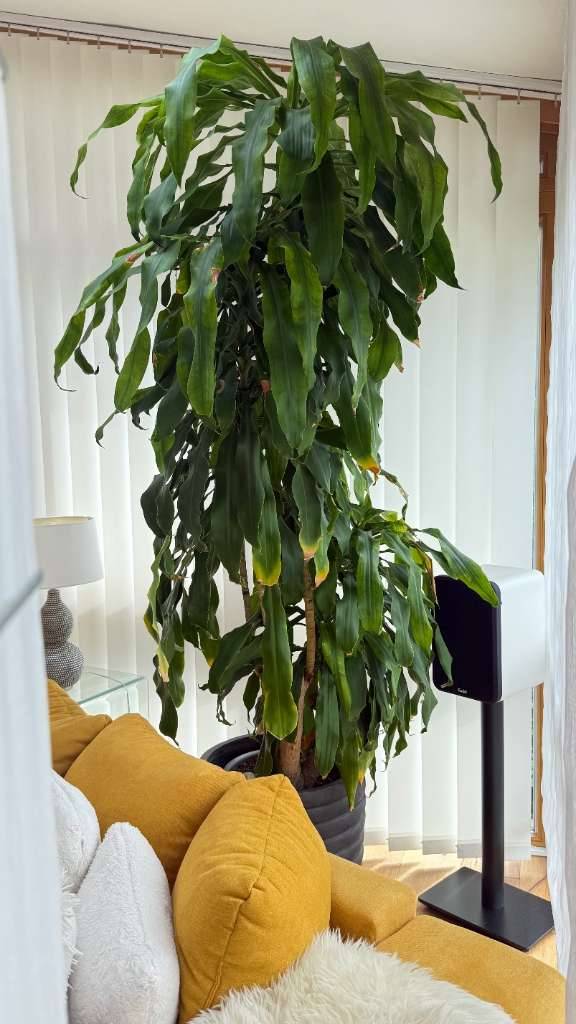 does calathea need sunlight Calathea Black Sun - Black Plants main image 1