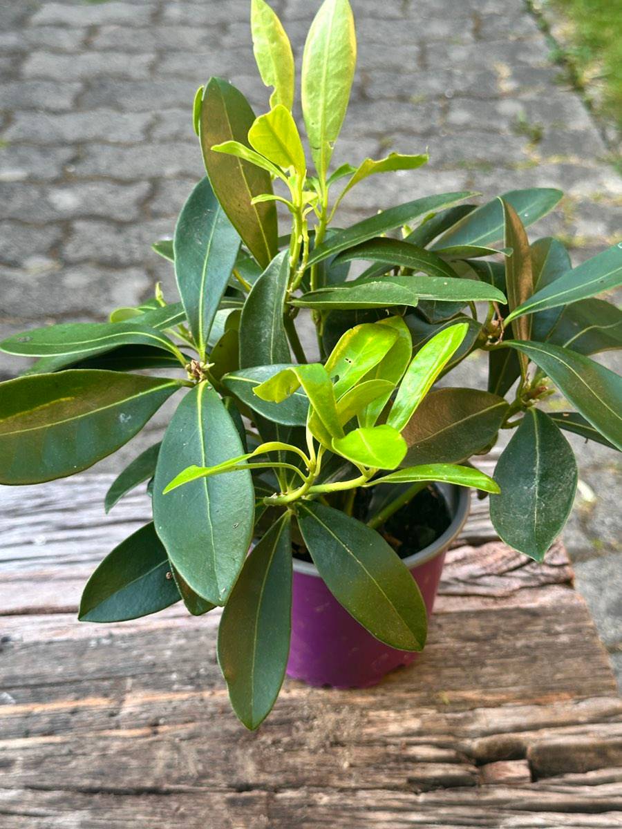philodendron stamm Philodendron Red Anderson Variegata – Foliage Dreams