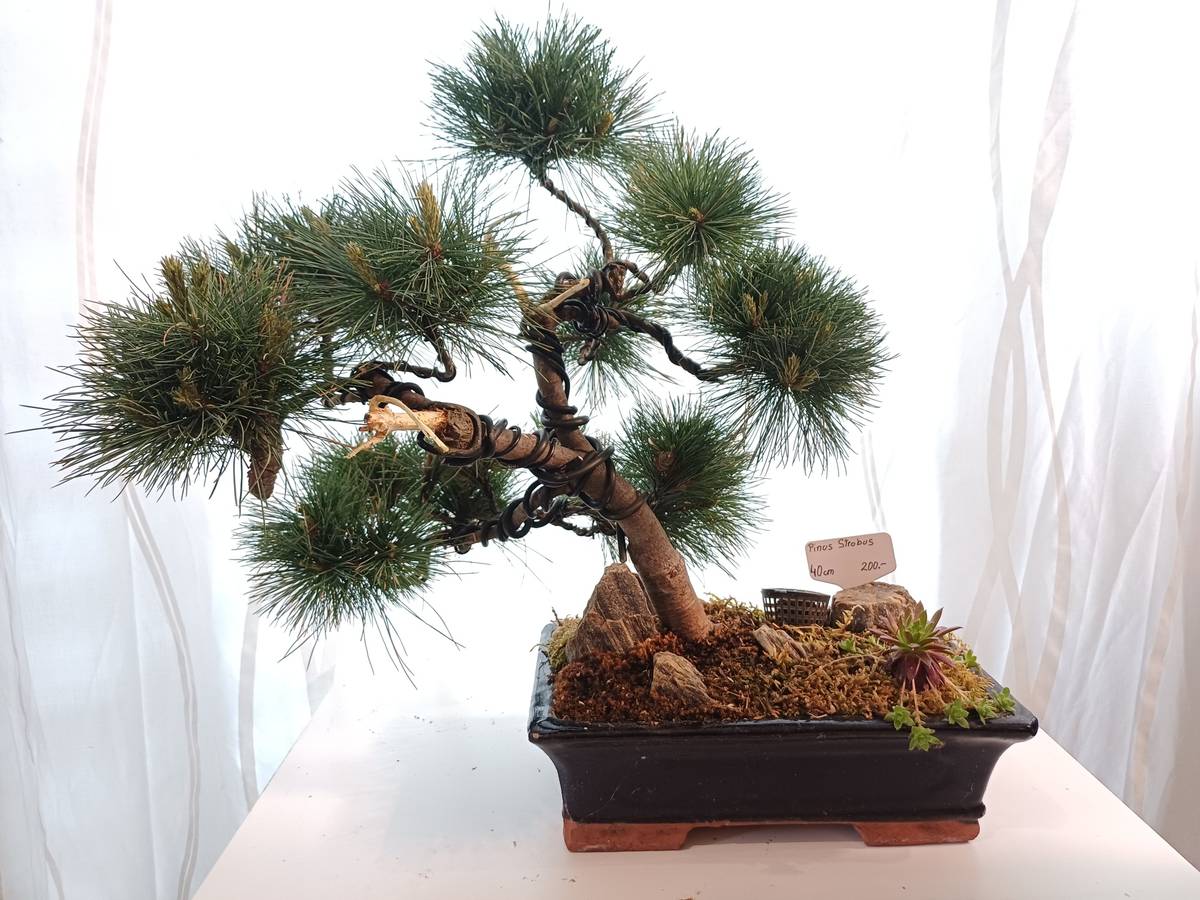 Bonsai, Kiefer, Pinus Strobus,  200,- (5400 Hallein) - willhaben