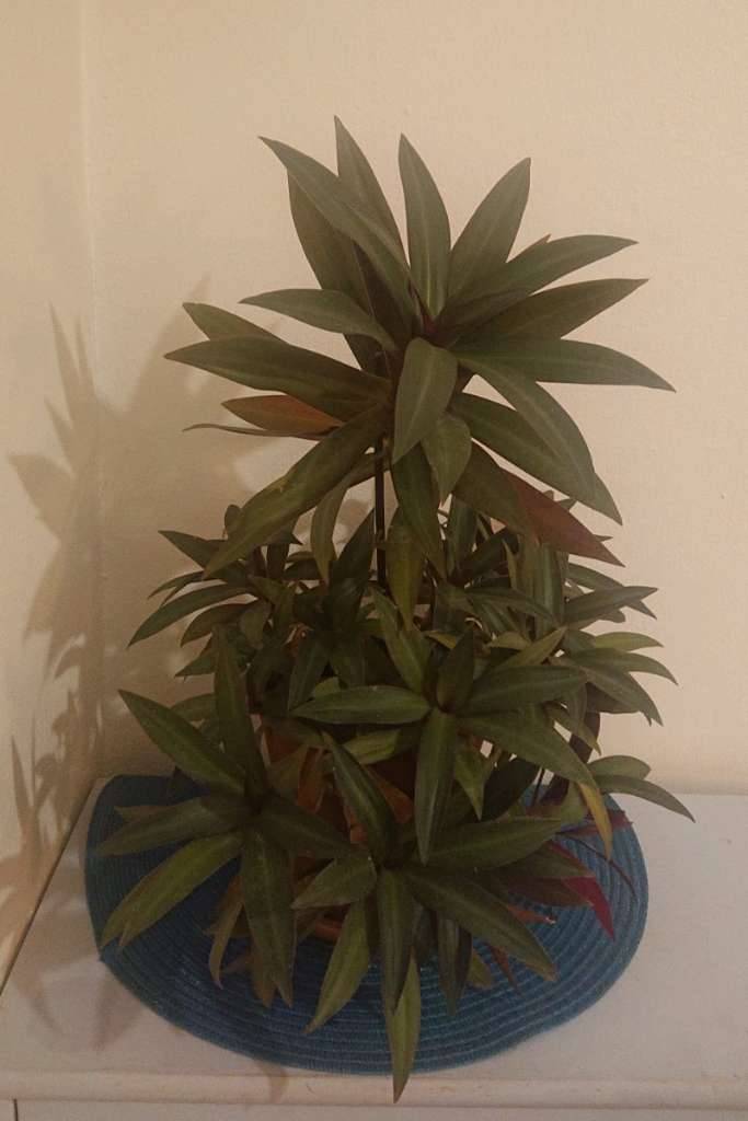 syngonium mottled mojito variegata Arrowhead Vine | Mottled Mojito main image 0
