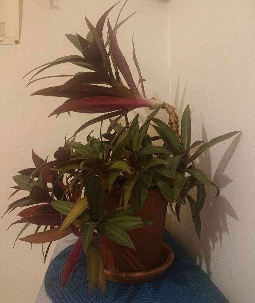 getreide saatgut selber machen BIO Saatgut Getreide Winterroggen  Biogartenladen
