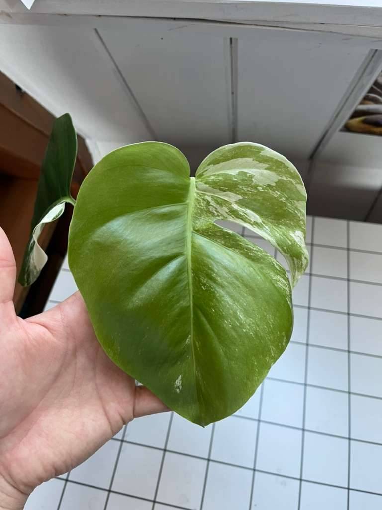 monstera minima gro Rhaphidophora tetrasperma (Monstera minima) (XL) kaufen