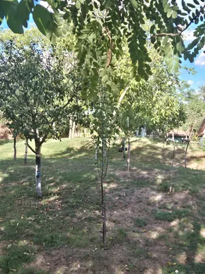 Immobilie kaufen in Mistelbach – 54 m², € 19.000 – Bild 23 von 30