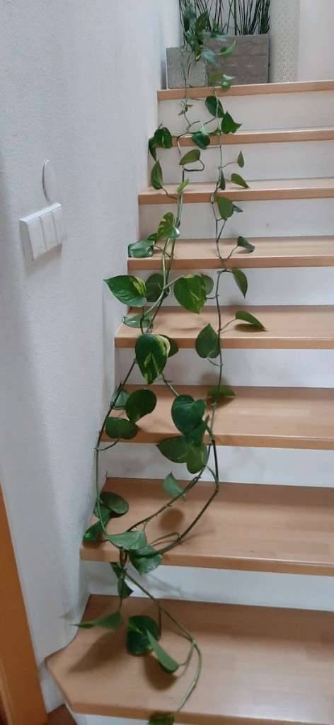 Efeutute lang in Hydro,  18,- (8144 Attendorf) - willhaben