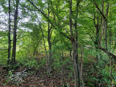 Grundstück kaufen in Sankt Pölten Land – 700 m², € 198.000 – Bild 8 von 8
