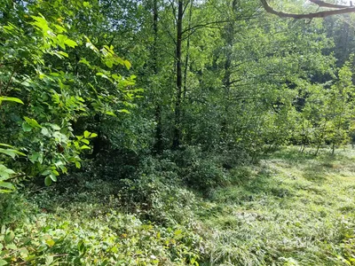 Grundstück kaufen in Sankt Pölten Land – 700 m², € 198.000 – Bild 7 von 8